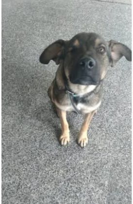 Igor cagnetto sfortunato Foto 2